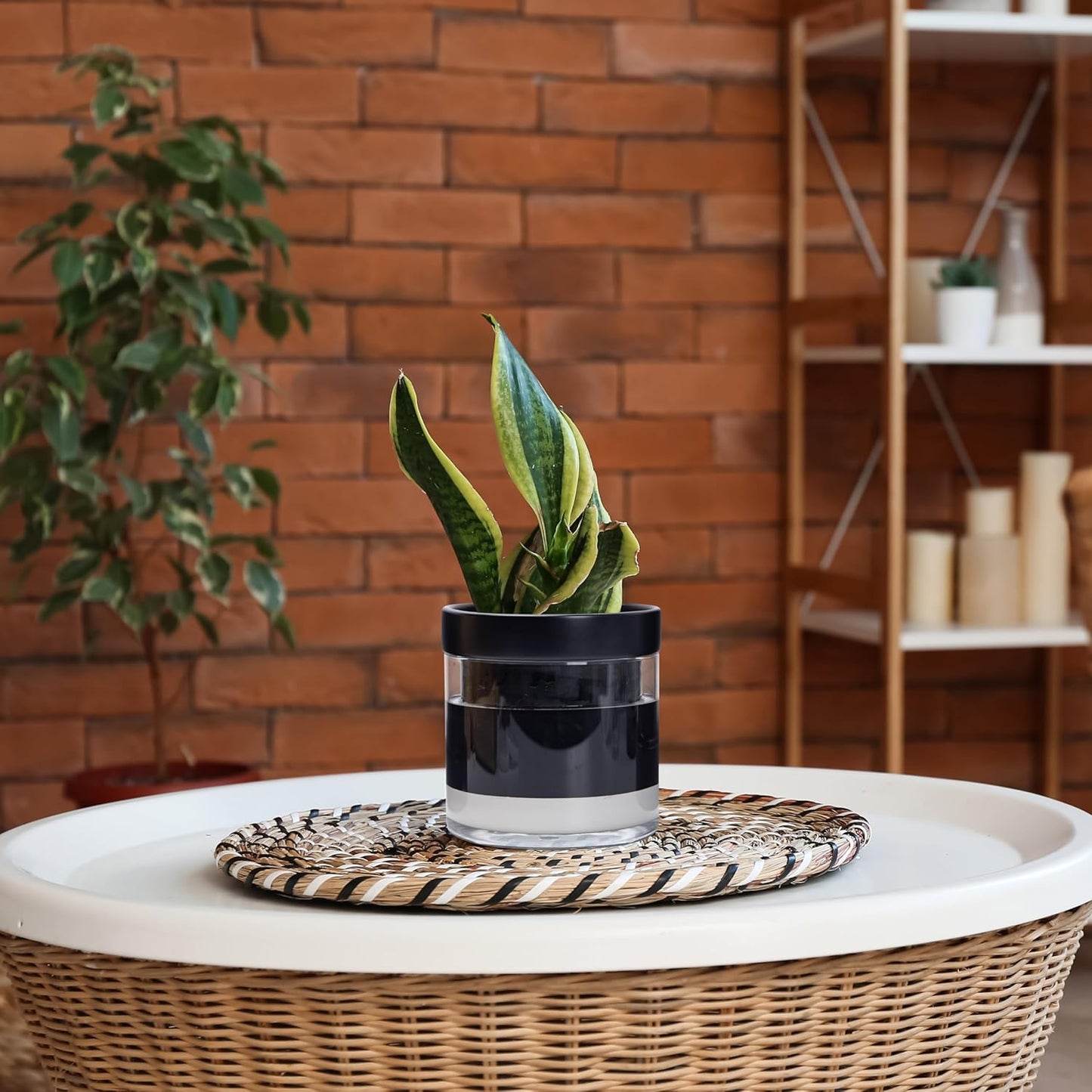 Phoenix Vine 6 Inch Self Watering Terracotta Planter, Black Terracotta Clay Pot with Glass