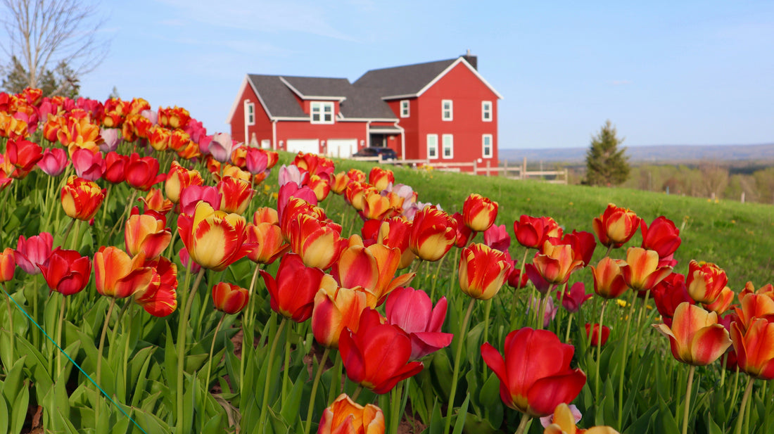 The Ultimate Spring Home Refresh Guide for 2026