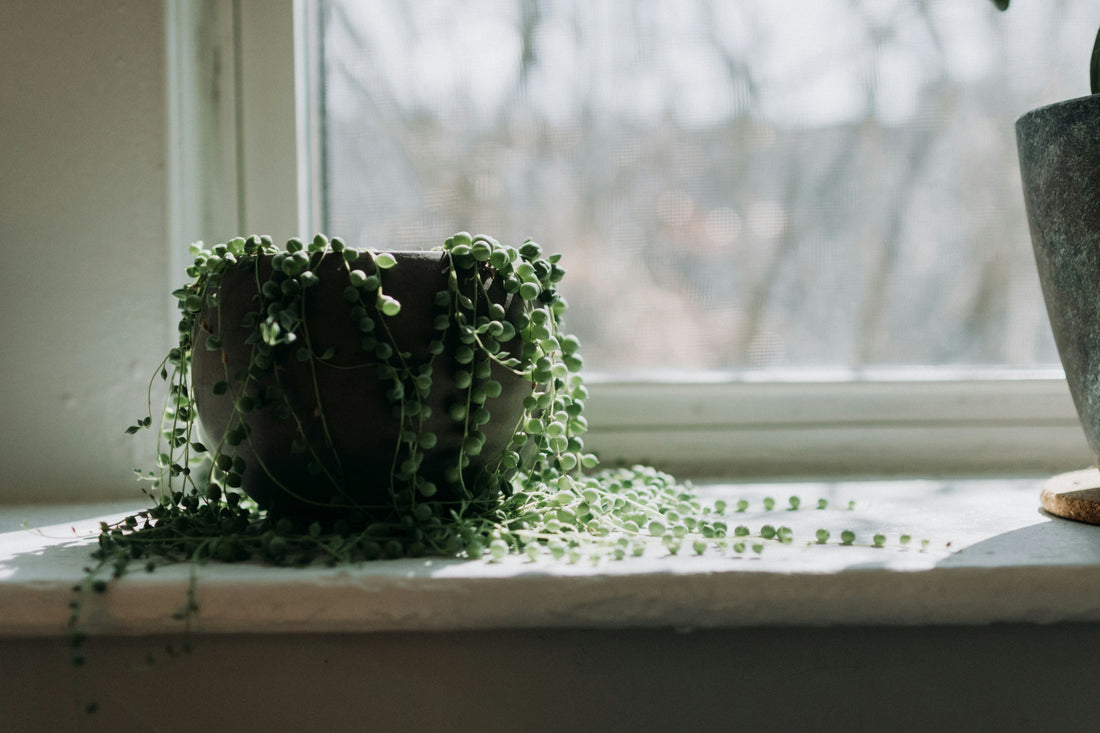 Indoor String Lights Buying Guide: Warm or Cool for a Cozy Room?