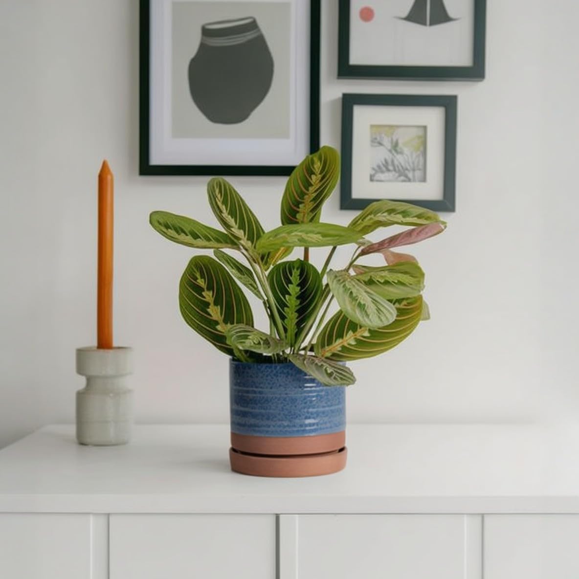 6 Inch Plant Pots, Ceramic Planter Pot with Drainage Hole & Saucer, Indoor/Outdoor Cylinder Round