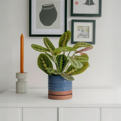 6 Inch Plant Pots, Ceramic Planter Pot with Drainage Hole & Saucer, Indoor/Outdoor Cylinder Round