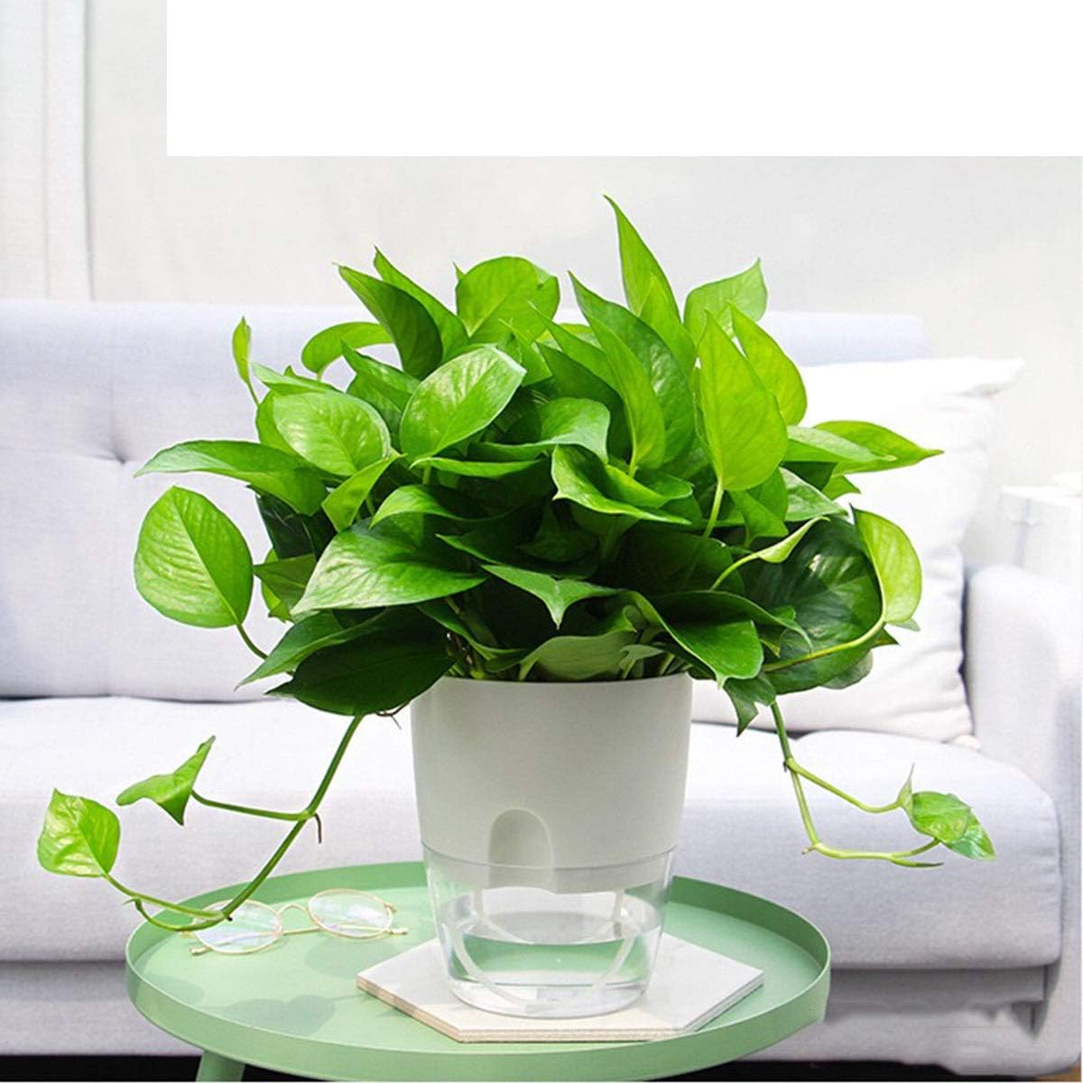 Vanavazon 6 Inch Self Watering Planter Pots for Indoor Plants, 3 Pack African Violet Pots with Wick