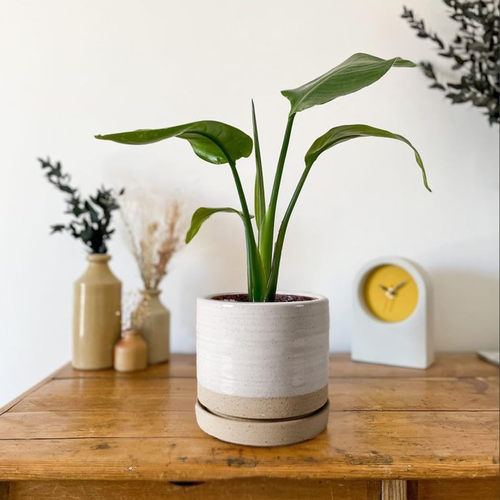 6 Inch Plant Pots, Ceramic Planter Pot with Drainage Hole & Saucer, Indoor/Outdoor Cylinder Round