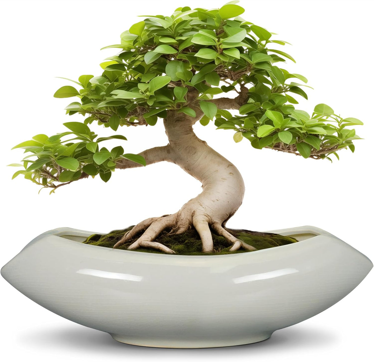 Bonsai Pots 18 Inch - Ceramic Succulent Pots with Drainage Hole Decorative Plant Pot Indoor Large