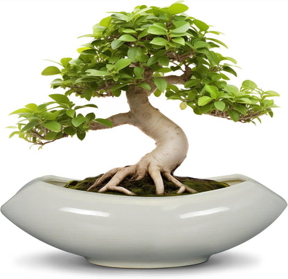 Bonsai Pots 18 Inch - Ceramic Succulent Pots with Drainage Hole Decorative Plant Pot Indoor Large