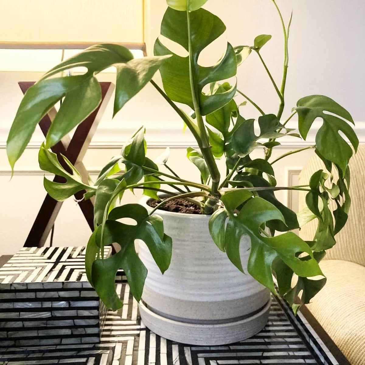 6 + 8 Inch Plant Pots, Ceramic Planter Pot with Drainage Hole & Saucer, Indoor/Outdoor Cylinder