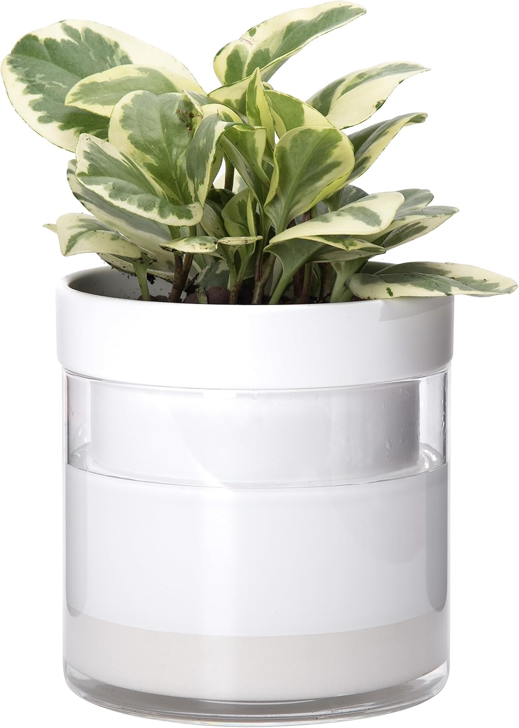 Phoenix Vine 6 Inch Self Watering Planter, White Terracotta Clay Pot with Glass Reservoir for