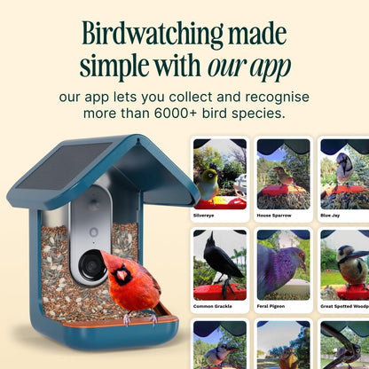 Birdbuddy PRO Solar Smart Bird Feeder with Camera - AI Bird Species Identification, 5MP Photos, 2K