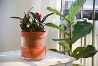 Phoenix Vine 6 Inch Self Watering Planter Pot, Terracotta Clay Pot with Glass Reservoir for Indoor