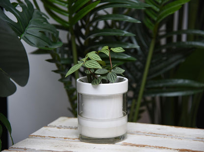 Phoenix Vine 4 Inch Self Watering Planter, White Terracotta Clay Pot with Glass Reservoir for
