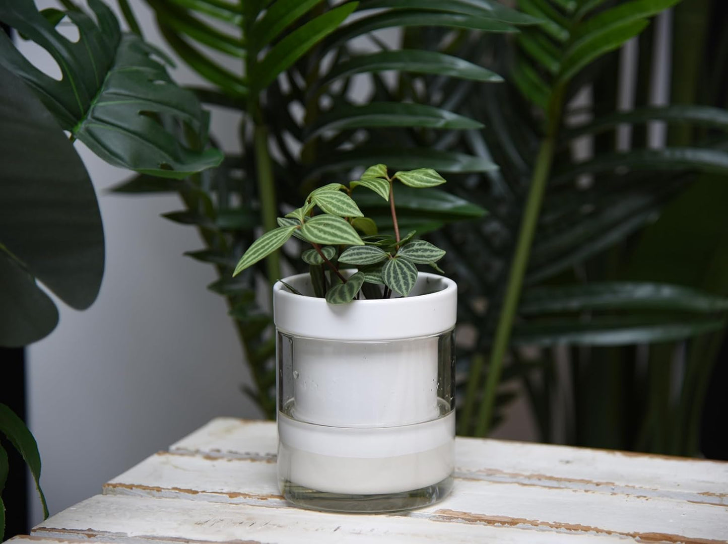 Phoenix Vine 4 Inch Self Watering Planter, White Terracotta Clay Pot with Glass Reservoir for