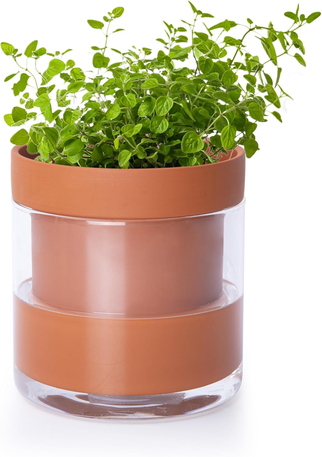 Phoenix Vine 4 Inch Self Watering Planter Pot, Terracotta Clay Pot with Glass Reservoir for Indoor