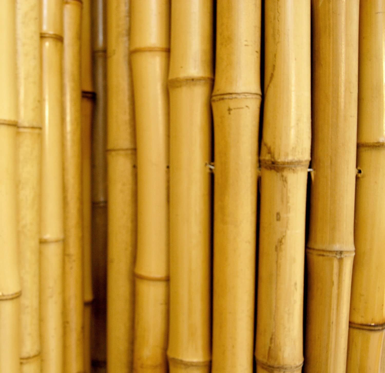 Backyard X-Scapes Natural Bamboo Fencing Decorative Rolled Fence Panel 0.75 in D x 3 ft H x 8 ft L