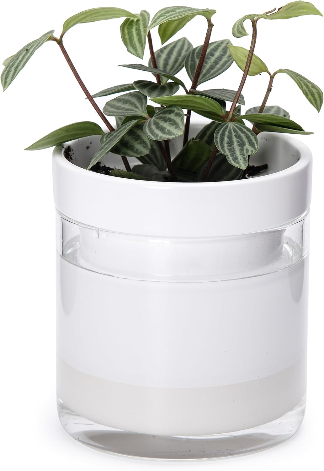 Phoenix Vine 4 Inch Self Watering Planter, White Terracotta Clay Pot with Glass Reservoir for