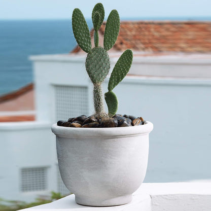 Crescent Garden Agave Planter, Charming Old-World Plant Pot, 18-Inch (Parchment)