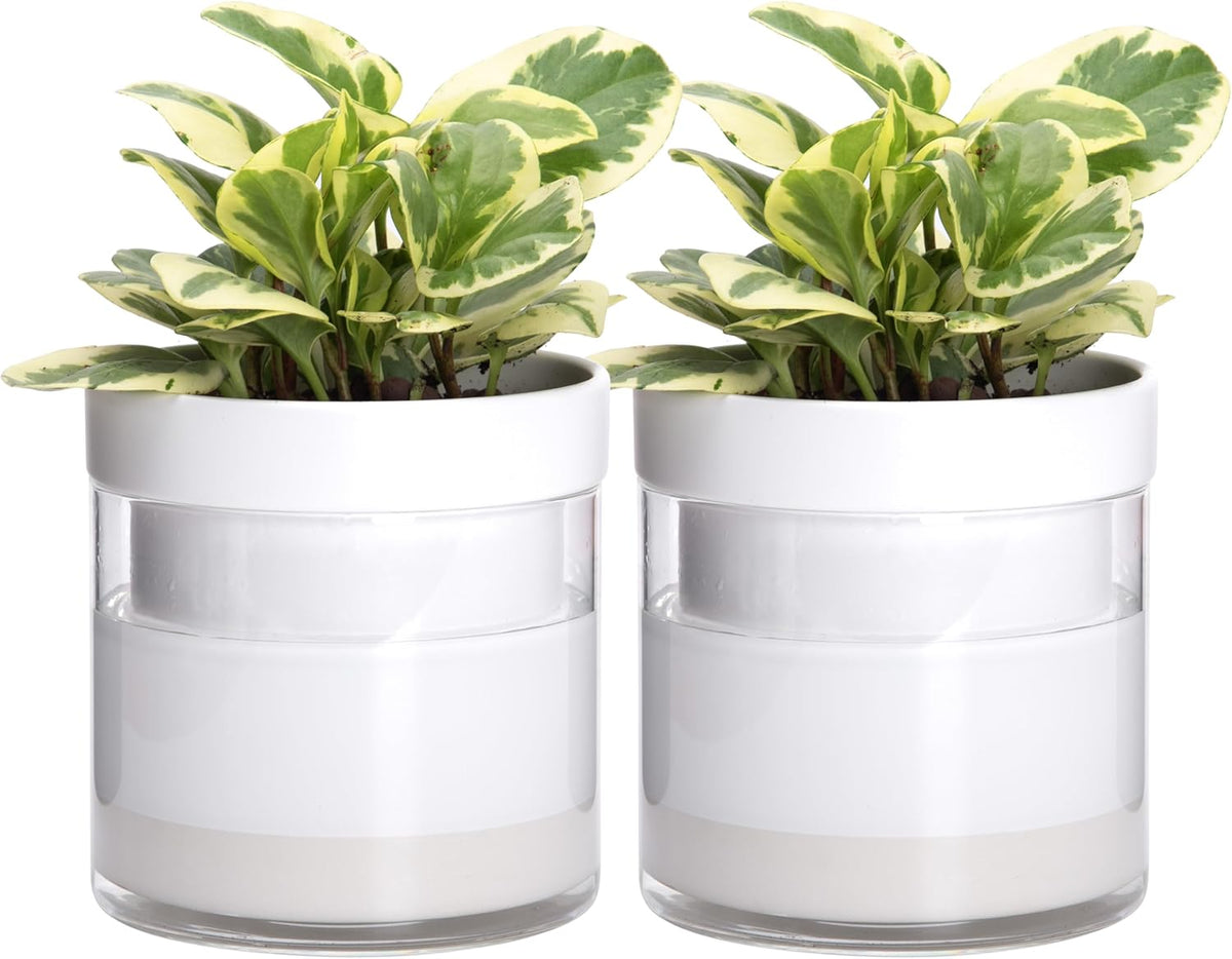 Phoenix Vine 6 Inch Self Watering Planter, White Terracotta Clay Pot with Glass Reservoir for