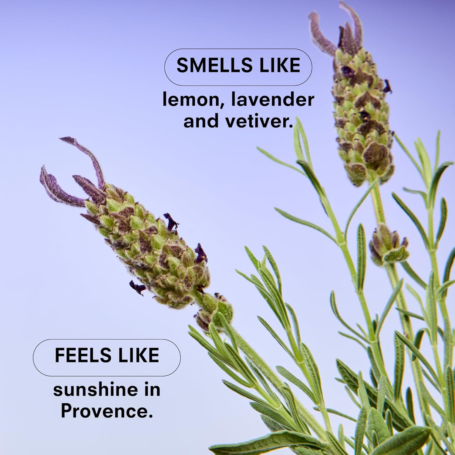 Boy Smells Lavender Candle - 8.5 oz - Luxury Candle with Lemon, Lavander, and Vetiver - Up to