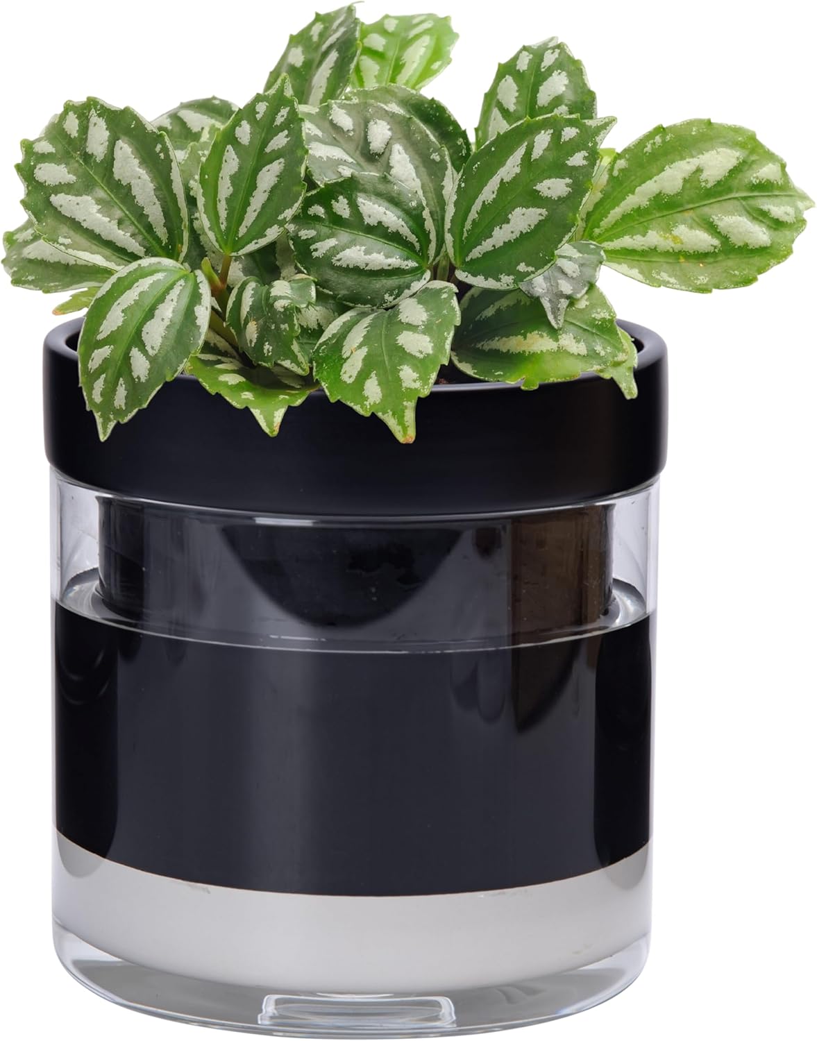 Phoenix Vine 6 Inch Self Watering Terracotta Planter, Black Terracotta Clay Pot with Glass