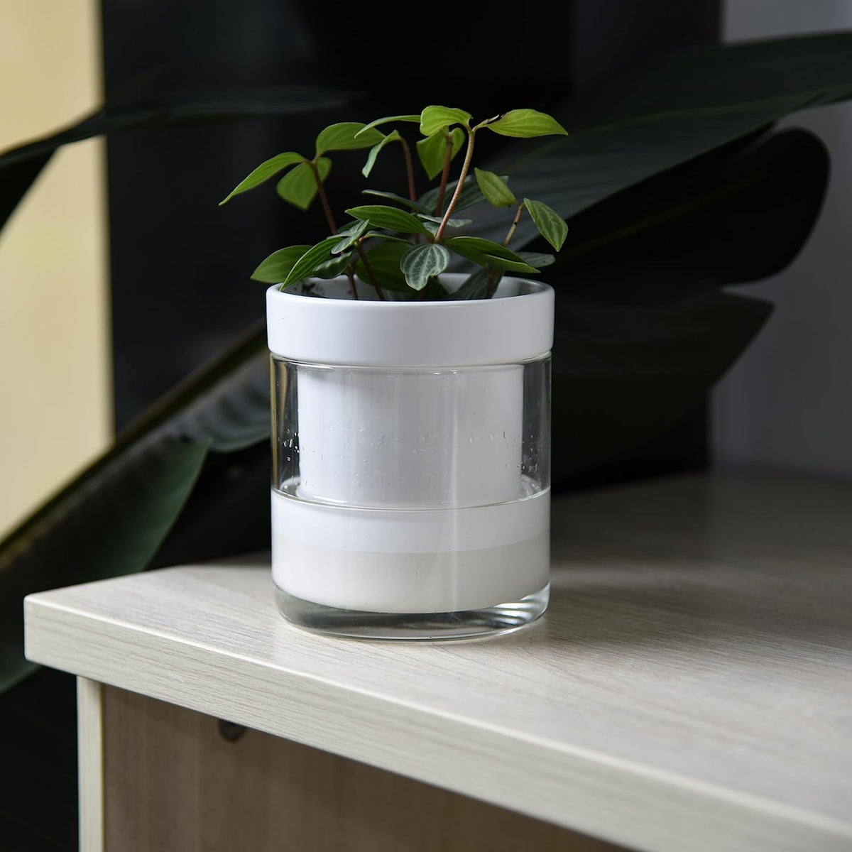 Phoenix Vine 4 Inch Self Watering Planter, White Terracotta Clay Pot with Glass Reservoir for