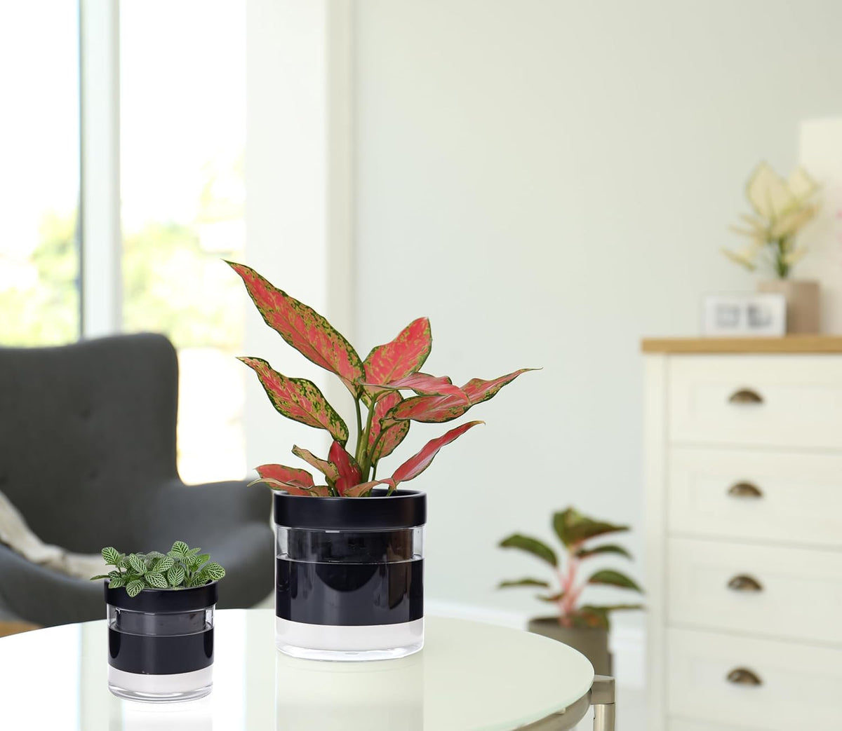 Phoenix Vine 6 Inch 4 Inch Self Watering Terracotta Planter, Black Terracotta Clay Pot with Glass