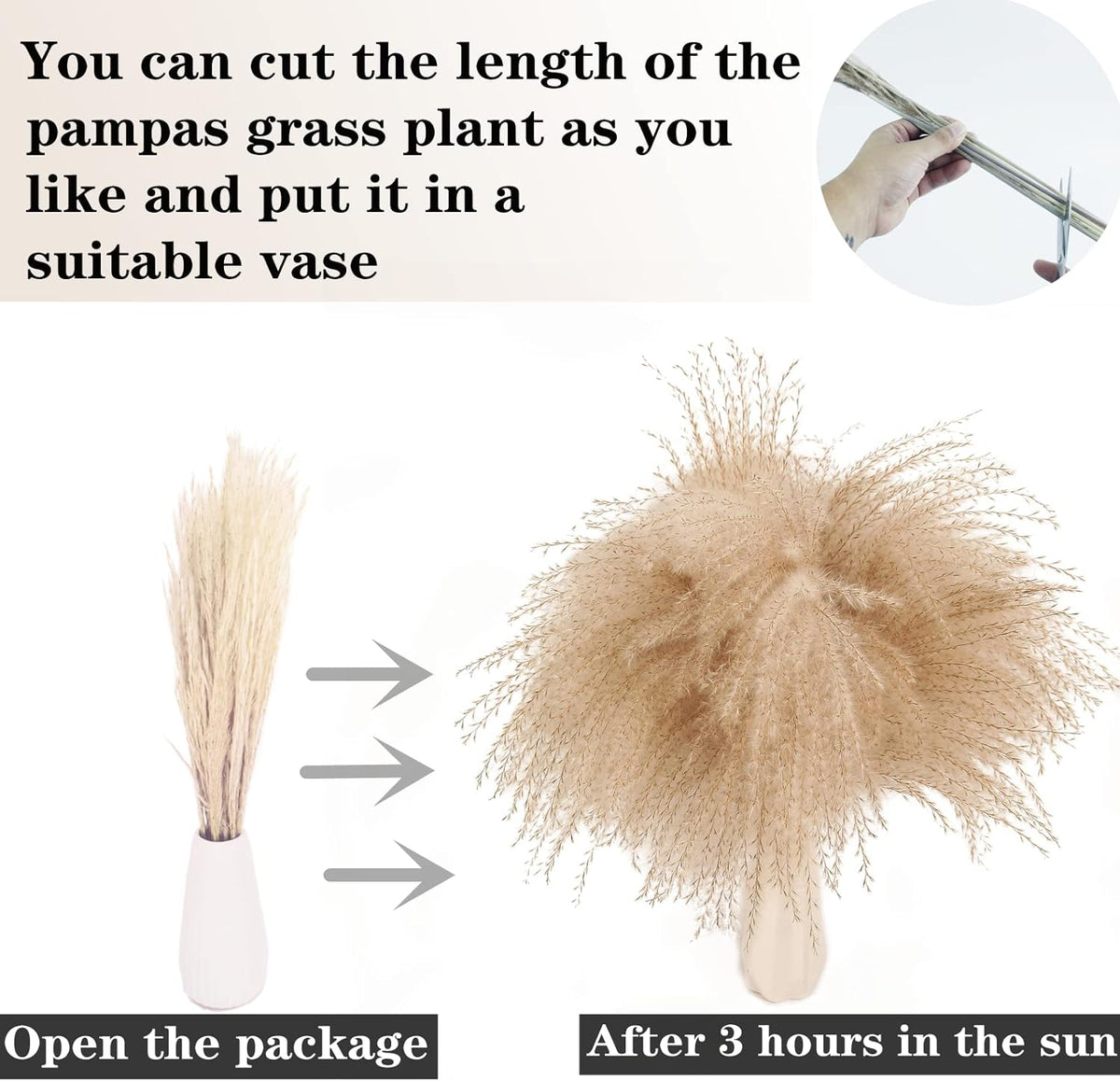 Natural Dried Pampas Grass Decor, Beige Pampas Grass, Bunny Tails Dried Flowers, Reed Grass Bouquet
