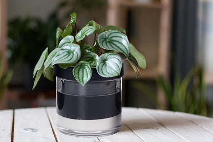 Phoenix Vine 6 Inch Self Watering Planter Pot, Black Terracotta Clay Pot with Glass Reservoir for