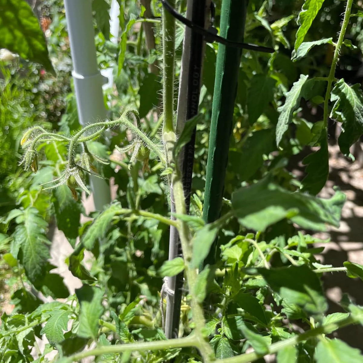 Garden Plant Stakes 48 Inch 4Ft Steel Plant Stick Support, 25 Pack Tomato Stakes for Growing