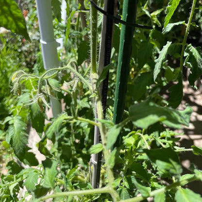 Garden Plant Stakes 48 Inch 4Ft Steel Plant Stick Support, 25 Pack Tomato Stakes for Growing