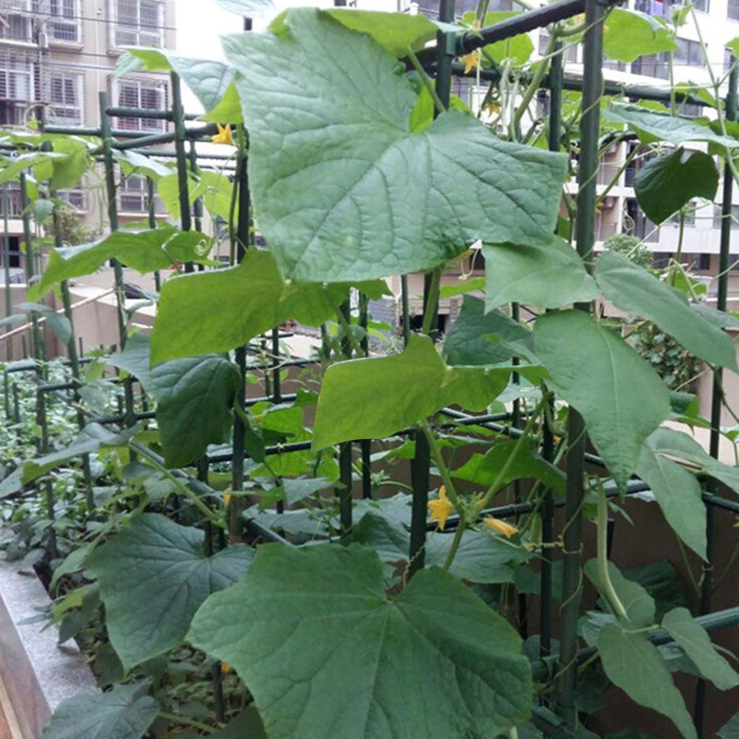 Garmeinea Garden Stakes 30 Inches Plastic Coated Steel Plant Stakes for Growing Climbing Plants
