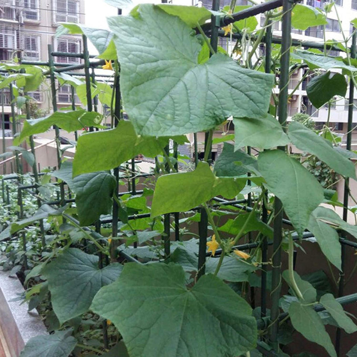 Garmeinea Garden Stakes 30 Inches Plastic Coated Steel Plant Stakes for Growing Climbing Plants