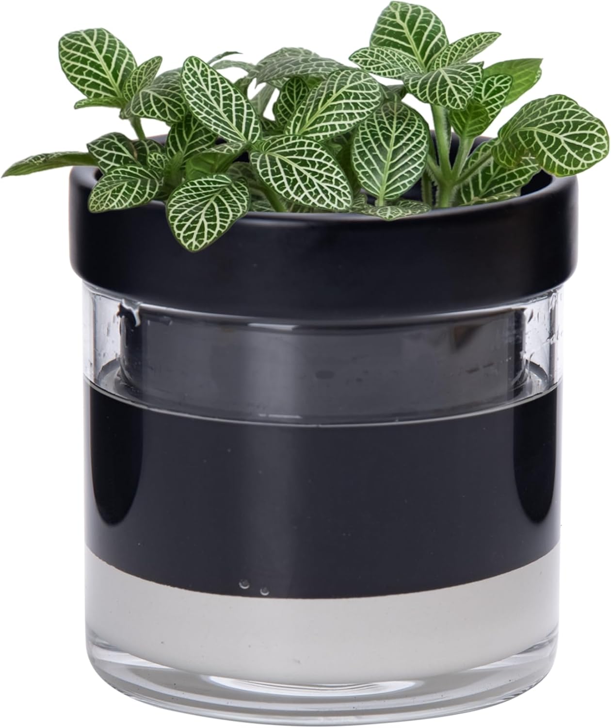 Phoenix Vine 4 Inch Self Watering Terracotta Planter, Black Terracotta Clay Pot with Glass