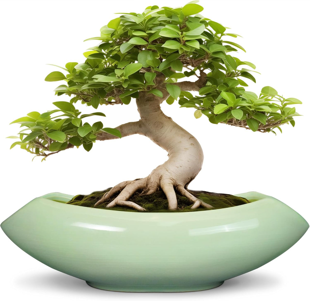 Ceramic Bonsai Pots - Large Succulent Planter 18 Inch Plant Pot Indoor Succulent Pot with Drainage