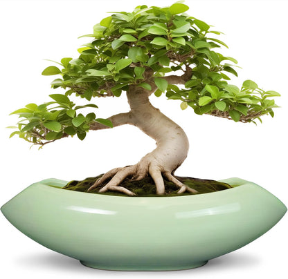 Ceramic Bonsai Pots - Large Succulent Planter 18 Inch Plant Pot Indoor Succulent Pot with Drainage
