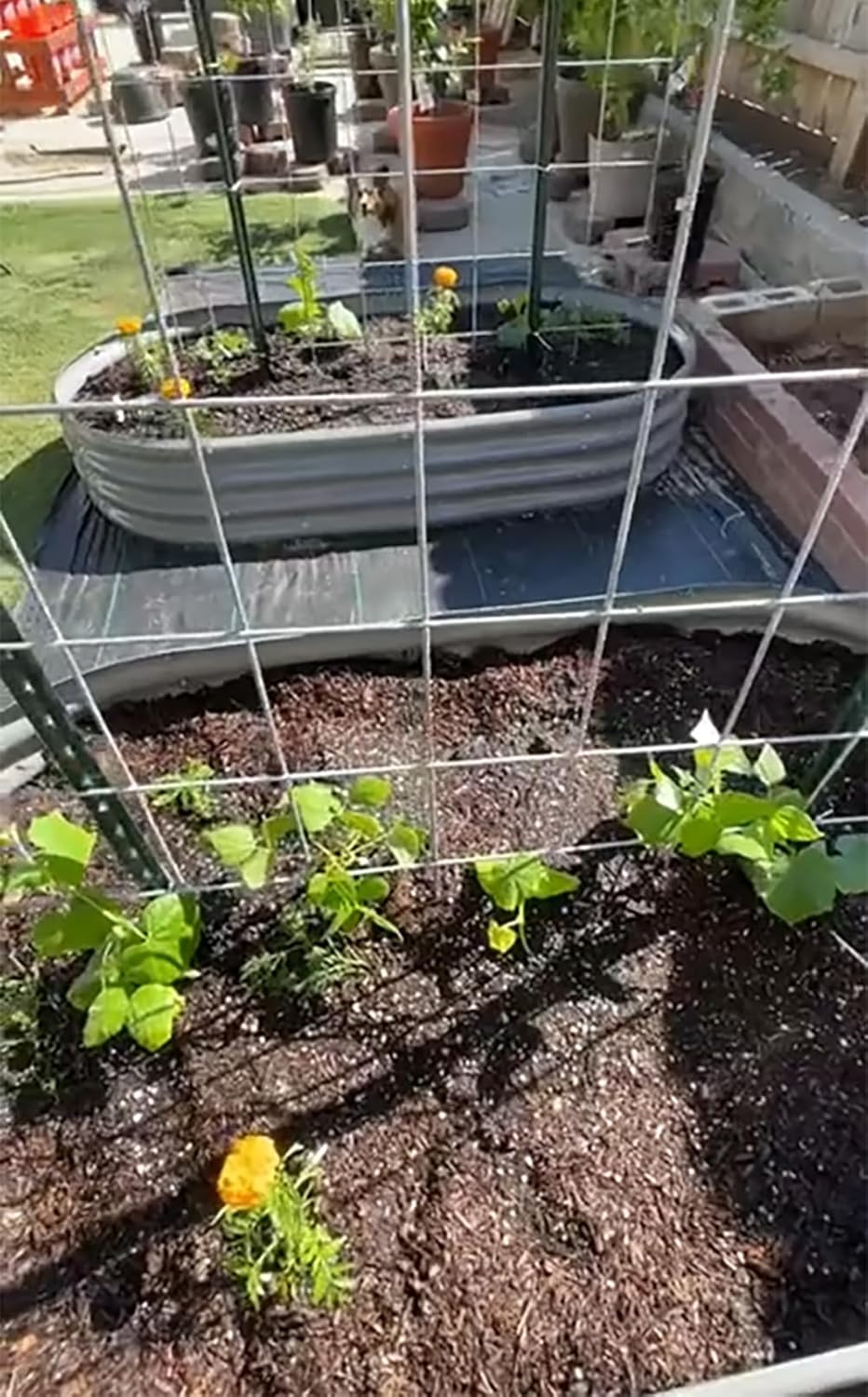 2 Pack 8x4x1FT Galvanized Raised Garden Bed Kit Oval Metal Ground Planter Box Outdoor Bottomless