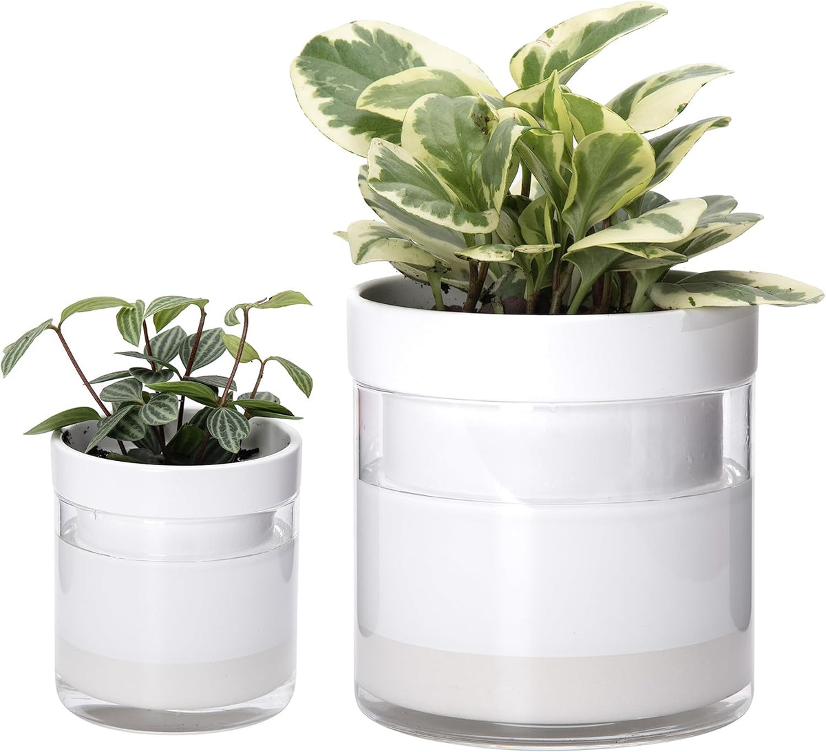 Phoenix Vine 6 Inch 4 Inch Self Watering Planter, White Terracotta Clay Pots with Glass Reservoir