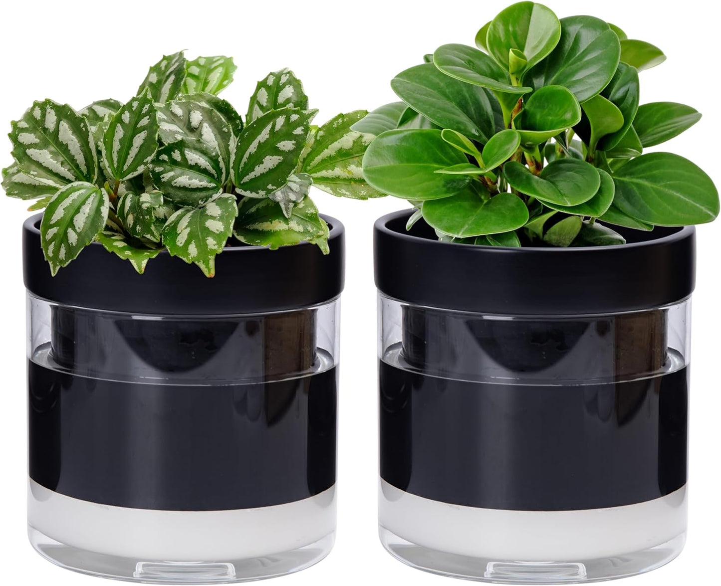 Phoenix Vine 6 Inch Self Watering Planter Pot, Black Terracotta Clay Pot with Glass Reservoir for