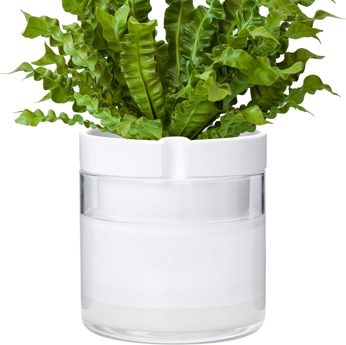 Phoenix Vine 8 Inch Self Watering Planter, White Terracotta Clay Pot with Glass Reservoir for