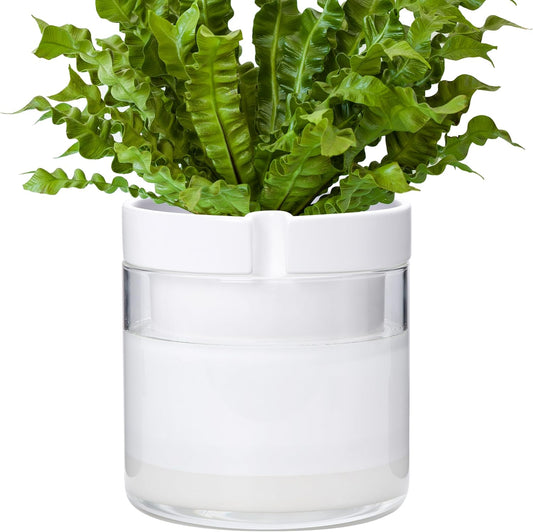 Phoenix Vine 8 Inch Self Watering Planter, White Terracotta Clay Pot with Glass Reservoir for
