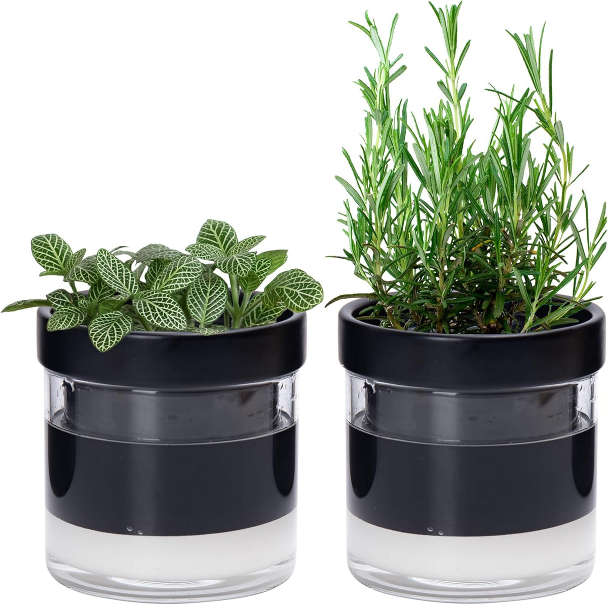 Phoenix Vine 4 Inch Self Watering Planter Pot, Black Terracotta Clay Pot with Glass Reservoir for