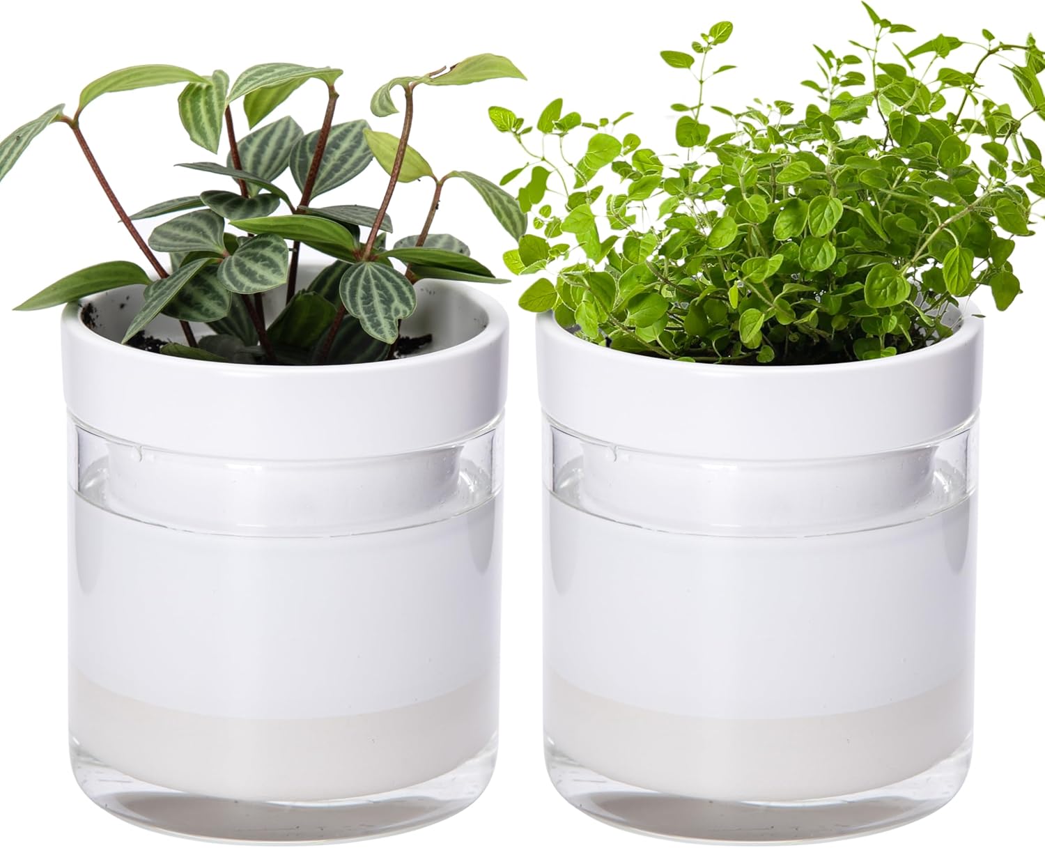 Phoenix Vine 4 Inch Self Watering Planter, White Terracotta Clay Pot with Glass Reservoir for