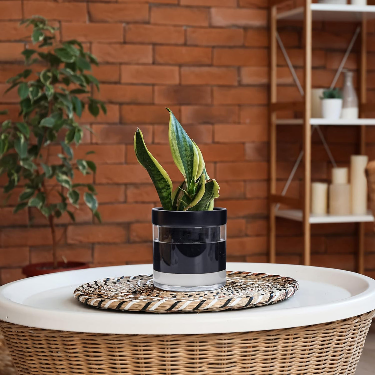 Phoenix Vine 6 Inch Self Watering Terracotta Planter, Black Terracotta Clay Pot with Glass