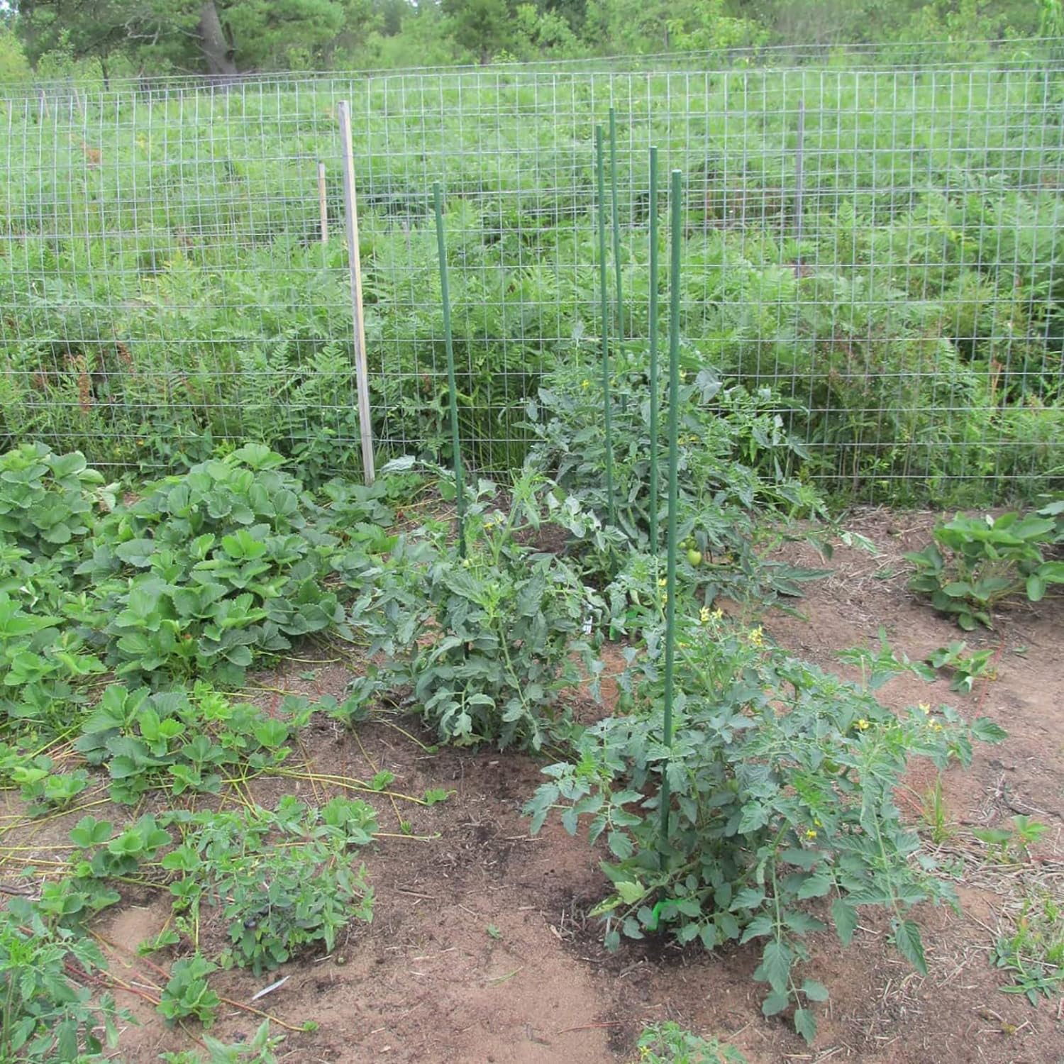 Garden Plant Stakes 57 Inch (Approx 5Ft) Steel Plant Stick Support, 25 Pack Tomato Stakes for