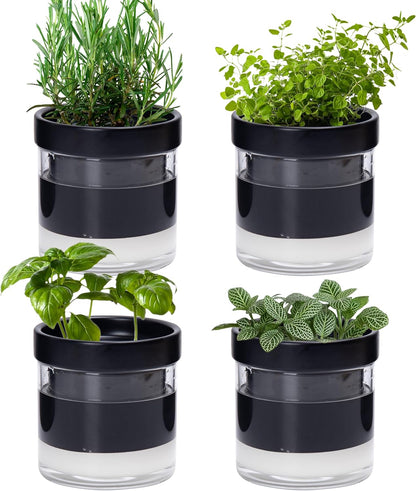 Phoenix Vine 4 Inch Self Watering Planter Pot, Black Terracotta Clay Pot with Glass Reservoir for