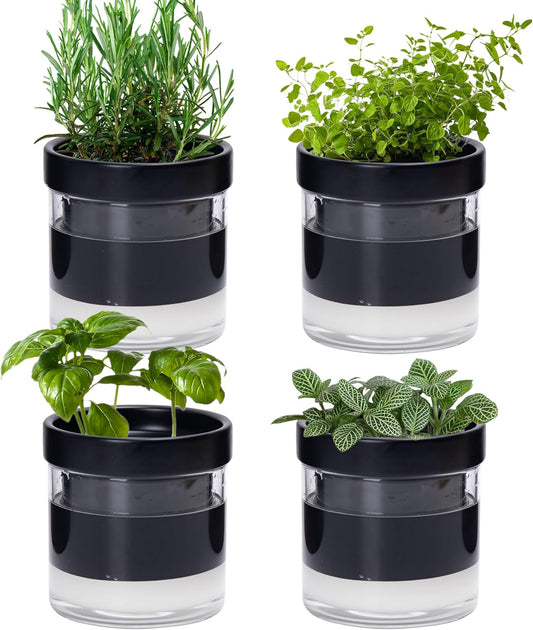 Phoenix Vine 4 Inch Self Watering Planter Pot, Black Terracotta Clay Pot with Glass Reservoir for