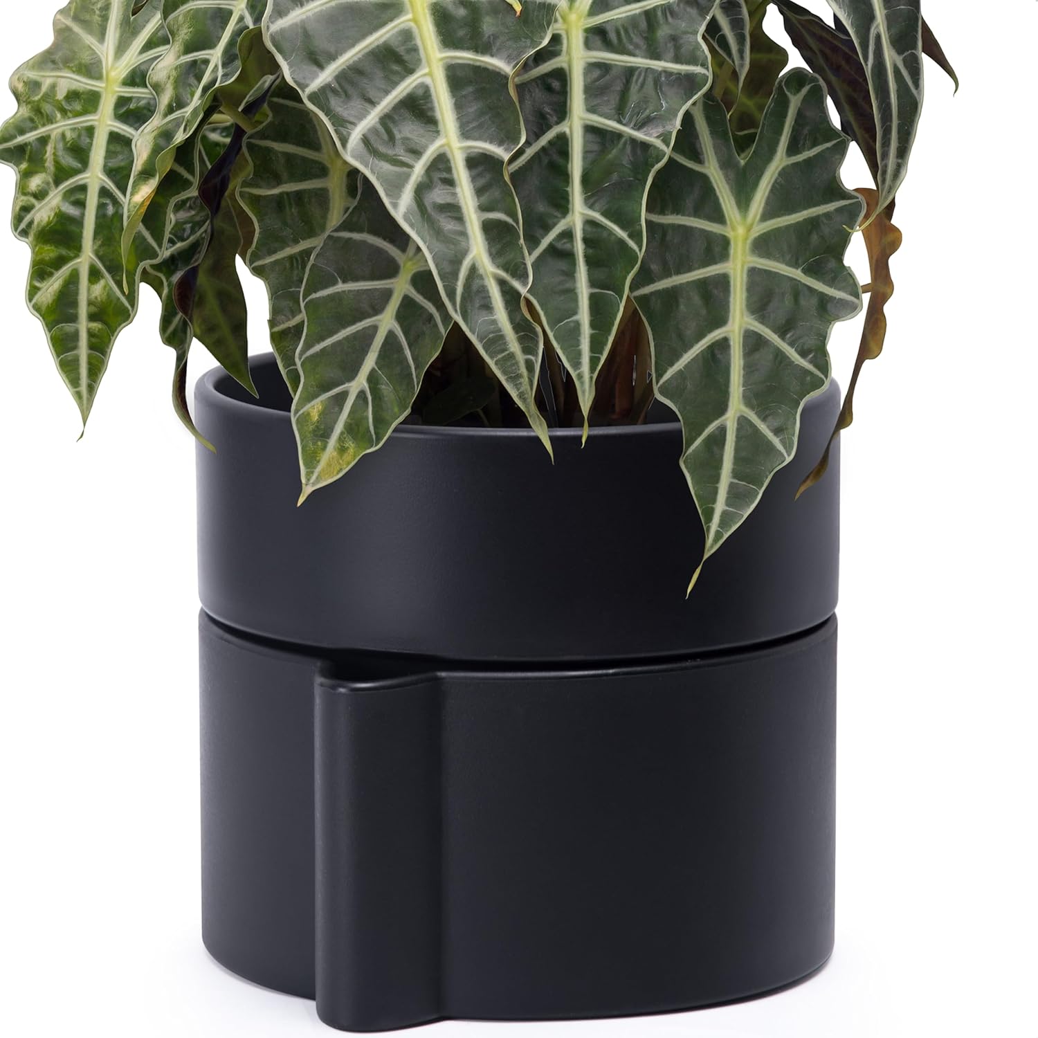 Phoenix Vine 8 Inch Self-Watering Planter Pot with Terracotta Insert, Deep Water Reservoir, and