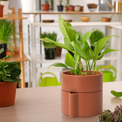 Phoenix Vine 6.5 Inch Self-Watering Planter Pot with Terracotta Insert, Deep Water Reservoir, and