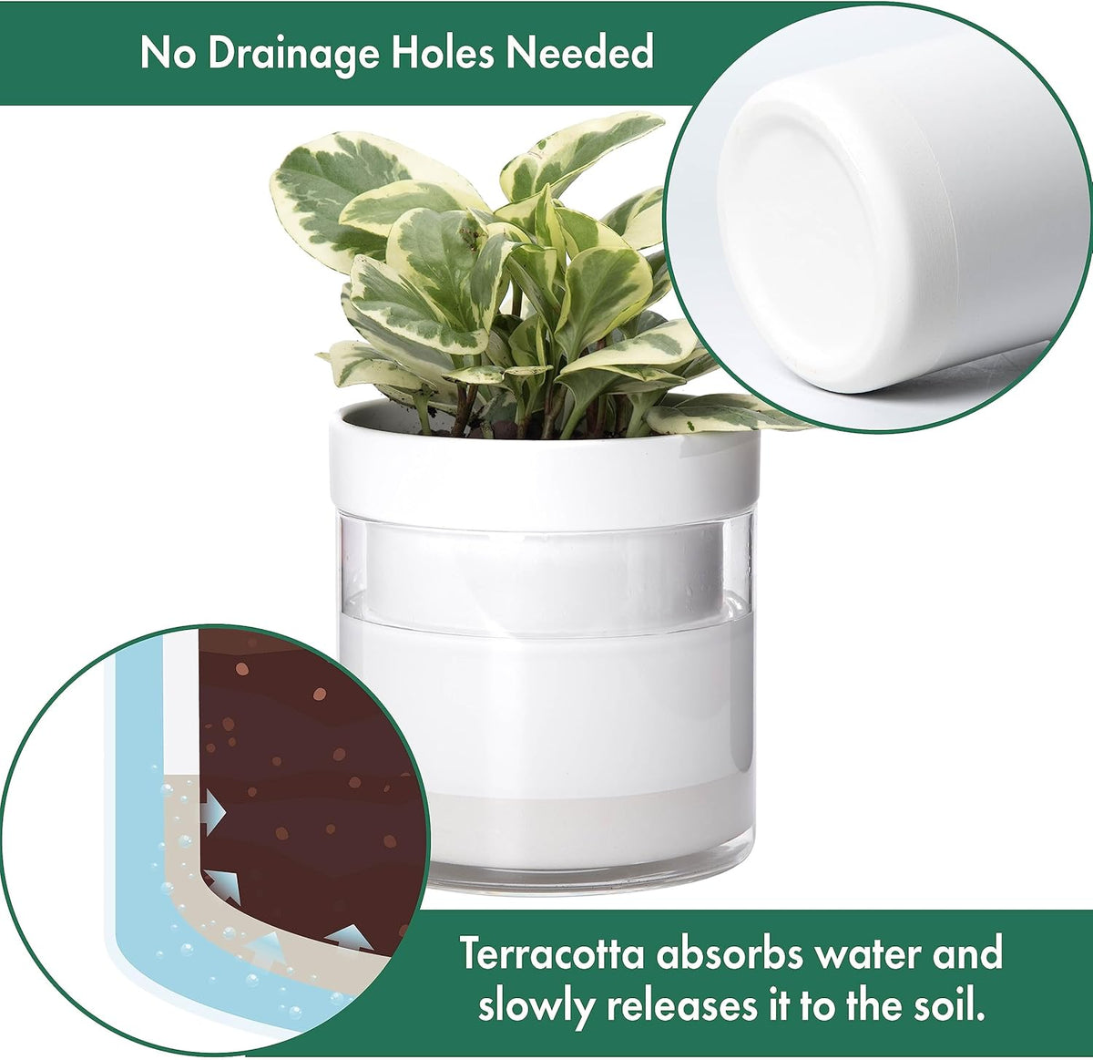 Phoenix Vine 6 Inch Self Watering Planter, White Terracotta Clay Pot with Glass Reservoir for