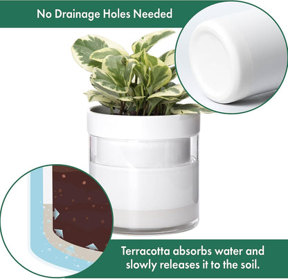 Phoenix Vine 6 Inch Self Watering Planter, White Terracotta Clay Pot with Glass Reservoir for