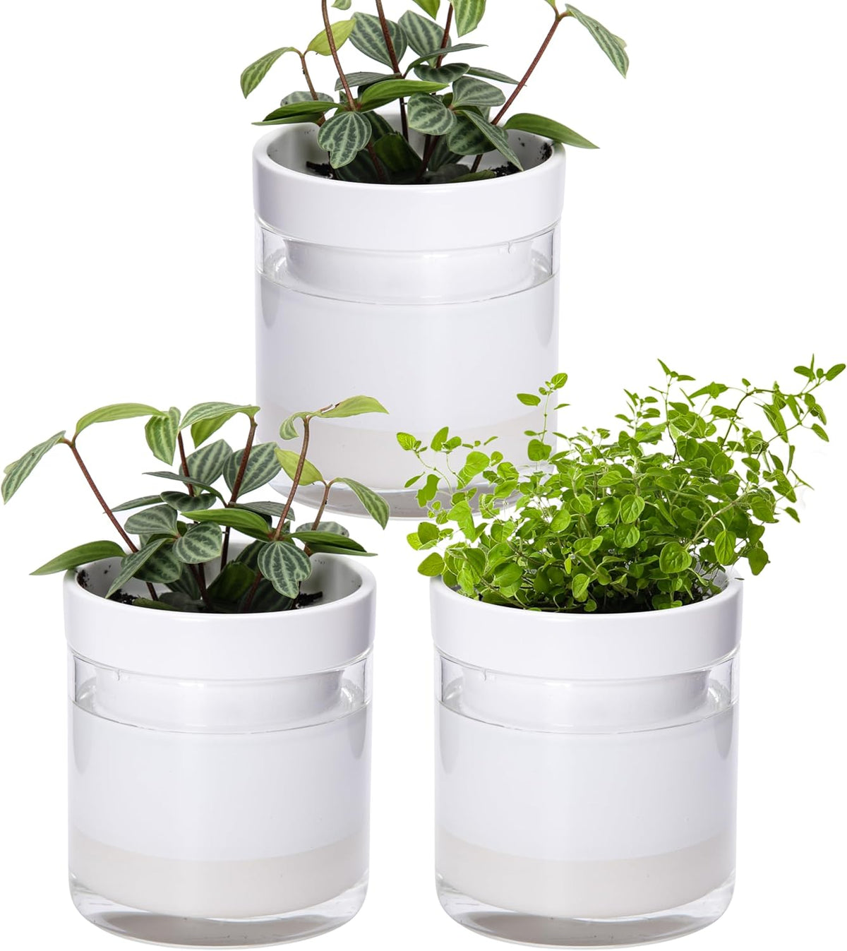 Phoenix Vine 4 Inch Self Watering Planter, White Terracotta Clay Pot with Glass Reservoir for