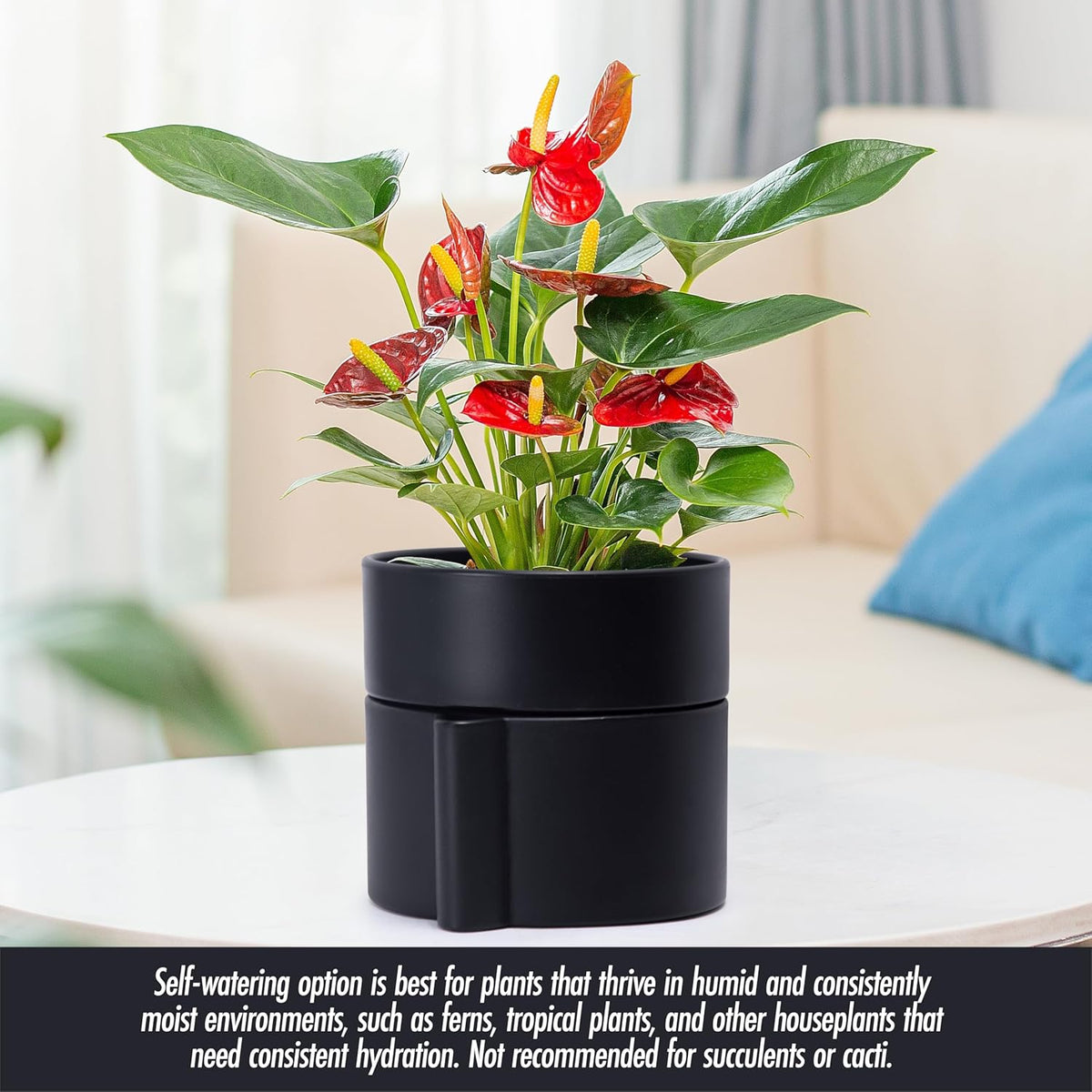 Phoenix Vine 6.5 Inch Self-Watering Planter Pot with Terracotta Insert, Deep Water Reservoir, and